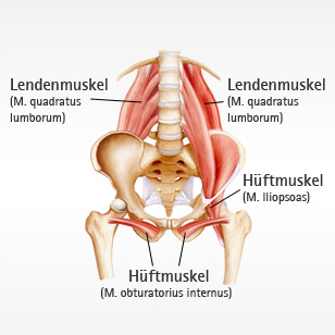 mrt-muskel-quadratisch